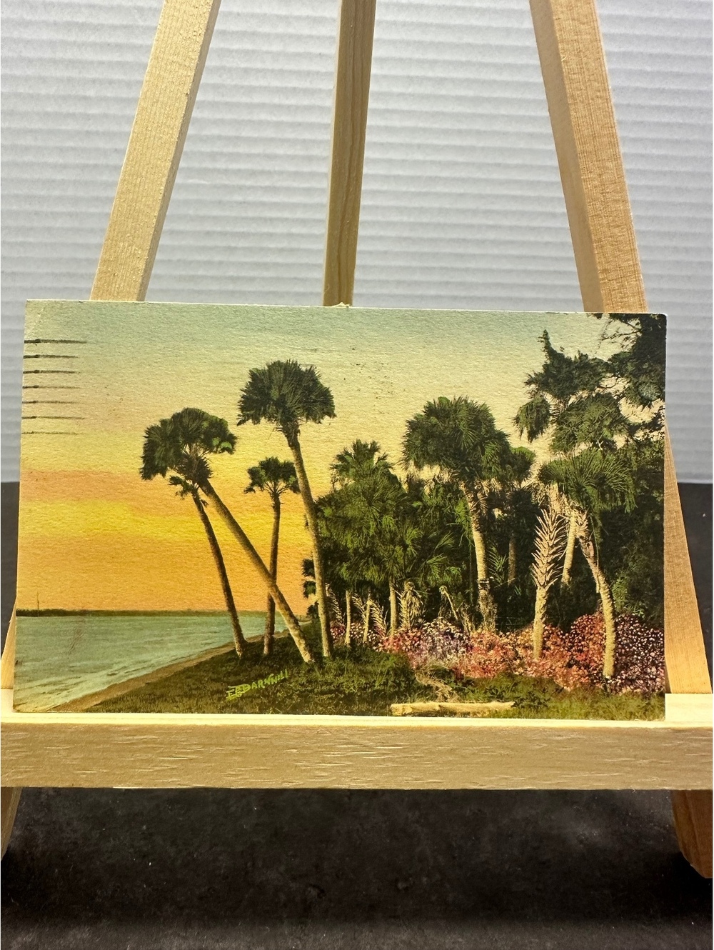 1932 St Petersburg Florida E G Barnhill palm trees vintage postcard